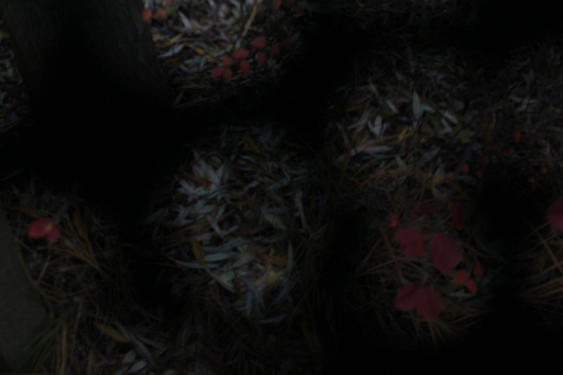 spots-8-flowers-burka